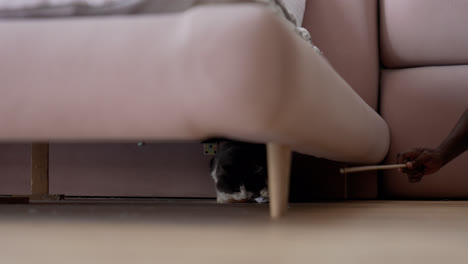 Graue-Katze-Unter-Dem-Sofa