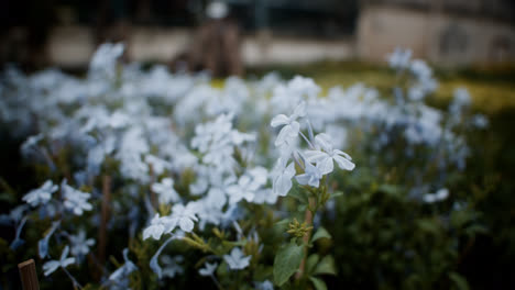 Flores-Blancas-Al-Aire-Libre