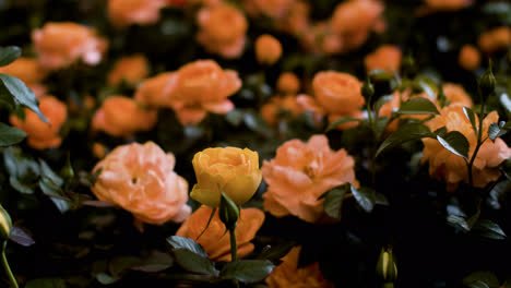 Beautiful-roses-indoors