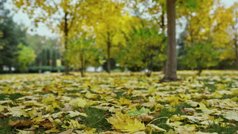 Schöne-Herbstansicht-Im-Stadtpark-Im-Freien