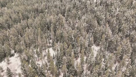 Winter-Snowfall-On-Conifer-Trees-In-Sawtooth-Mountain-National-Forest-In-Idaho,-USA