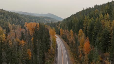 Gelbe-Lärchen-Im-Herbst-In-Flathead-County,-Montana