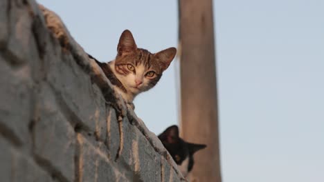 Vigilant-kittens-peeking-over-outdoors-rooftop-at-sunset