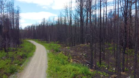 Viaje-A-Través-De-Un-Camino-Solitario-De-Devastación-En-El-Incendio-Forestal-Del-Lago-Kirkland,-Canadá