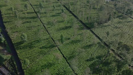 Aerial-view-of-green-tea-plantation-in-the-sunny-morning