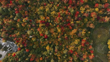 Bird's-Eye-View-Over-Colorful-Dense-Autumn-Forest-In-The-Countryside---Drone-Shot