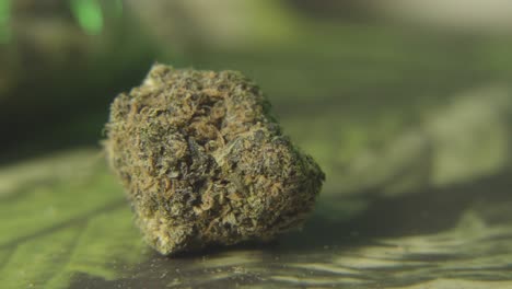 Schwenkaufnahme-Einer-Knospe-Von-Cannabisblüten-Oder-Marihuana