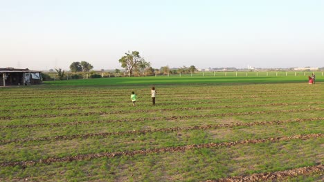 Aerial-drone-view-drone-camera-moving-forward-where-two-people-are-picking-cumin-seeds-and-their-children-are-playing-in-the-field