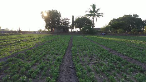 AERIAL-DRONE-VIEW-drone-Camaro-is-moving-forward-where-a-coconut-tree-and-many-people-are-seen-sitting