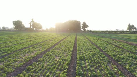 Vista-Aérea-De-Drones-Cámara-De-Drones-Que-Muestra-La-Plantación-De-Comino