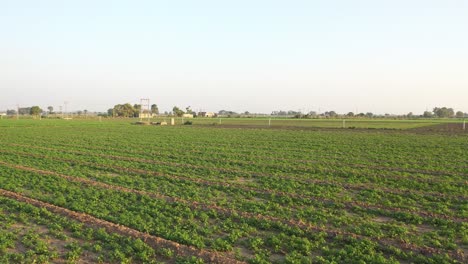 Aerial-drone-view-drone-camera-moving-forward-where-cumin-and-different-types-of-crops-are-seen