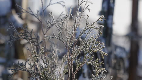 Nahaufnahme-Der-Vegetation-In-Einem-Tal-Voller-Schnee-Im-Winter