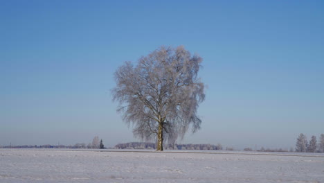 Maravilloso-Paisaje-Simétrico-De-Un-Solitario-árbol-Seco-En-Medio-De-Un-Valle-En-Invierno-Lleno-De-Nieve-Con-Un-Hermoso-Cielo-Azul-En-El-Fondo