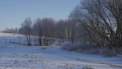 Wonderful-landscape-of-a-hill-in-Lithuania-full-of-dry-trees-in-winter-surrounded-by-snow,-cold-and-a-blue-sky-during-the-day