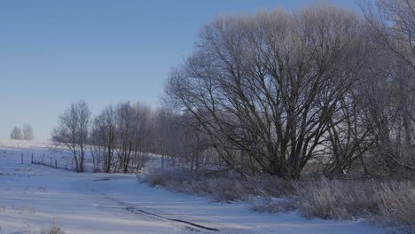 Maravilloso-Paisaje-De-Una-Colina-En-Lituania-Llena-De-árboles-Secos-En-Invierno-Rodeada-De-Nieve,-Frío-Y-Un-Cielo-Azul-Durante-El-Día