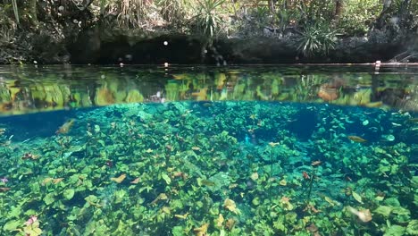 Clear-natural-pool-with-underwater-flora,-split-view-showing-both-above-and-below-water,-daylight