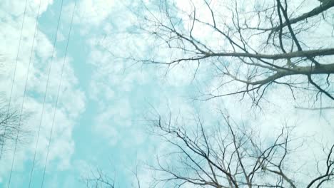 Driving-past-withered-tree-with-blue-sky-by-looking-up-from-bottom-in-chilly-autumn-noon-slow