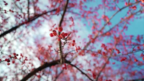 Suchen-Sie-Nach-Einem-Obstbaum-Mit-Roten-Beeren-Und-Einem-Himmel-Aus-Nächster-Nähe-Im-Herbst-In-Zeitlupe