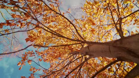 Busque-El-árbol-De-Hojas-Doradas-De-Otoño-A-La-Luz-Del-Sol-De-La-Temporada-De-Otoño-En-Cámara-Lenta