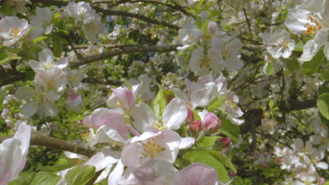 Makroaufnahme-Der-Apfelblüten