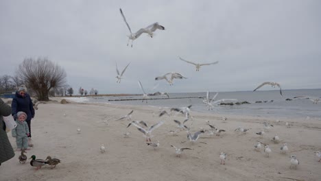 Möwen-Fliegen-Während-Der-Fütterung