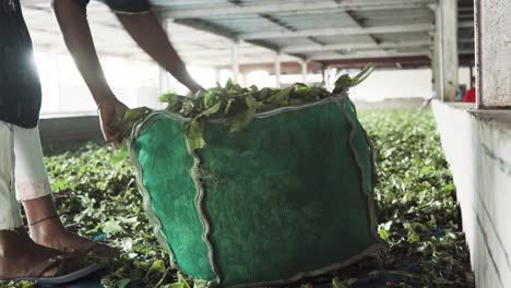 Recolectando-Hojas-De-Té-En-Una-Bolsa-De-Trabajo-Femenino-Indio-Dentro-De-Una-Fábrica-De-Té-En-La-India.