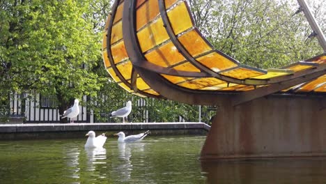 Slow-motion-of-Seagulls-relaxing-in-a-pond