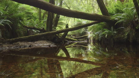 Dolly-De-Tasmania-Disparó-Sobre-Un-Arroyo-En-La-Selva-Tropical