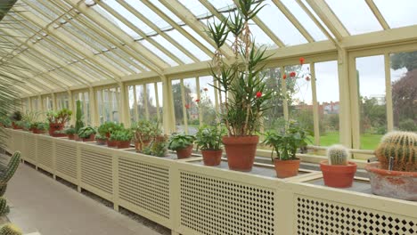 Dentro-De-La-Casa-De-Cactus-En-Los-Invernaderos-Del-Jardín-Botánico-Nacional-De-Glasnevin