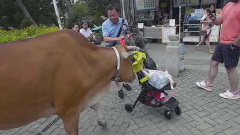 La-Lucha-De-Un-Turista-De-La-Aldea-De-Ngong-Ping-Con-Una-Vaca-Curiosa-Que-Huele-Una-Bolsa-En-Un-Cochecito-De-Bebé-Mientras-El-Turista-Intenta-Alejarse-De-Ella