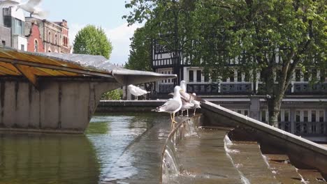 Slow-motion-Seagulls-flying-and-moving-around-at-the-Leaf-Boat-statue