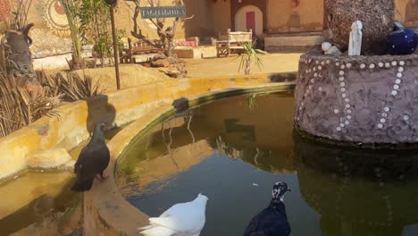 Un-Grupo-De-Pájaros-Alrededor-De-Una-Fuente-Comiendo-Su-Comida-En-El-Desierto-De-Las-Pirámides,-Giza-En-Egipto,-Primer-Plano,-Plano-Estático