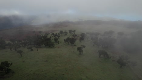 Drone-flying-over-Fanal-Forest-at-Madeira-where-laurel-trees-and-misty-fog-are-visible-under-the-drone