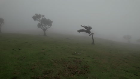 Drone-flying-close-to-the-ground-at-Fanal-Forest,-Madeira-where-fog-and-mist-present-between-Laurel-Trees