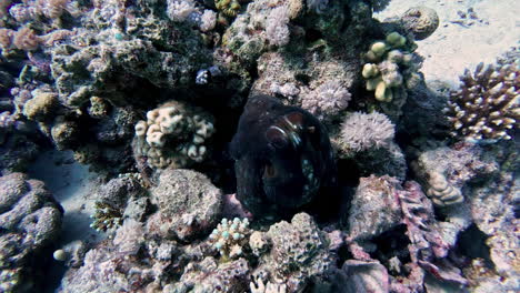 Up-close-underwater-alive-colourful-coral-reef-at-bottom-of-ocean-floor