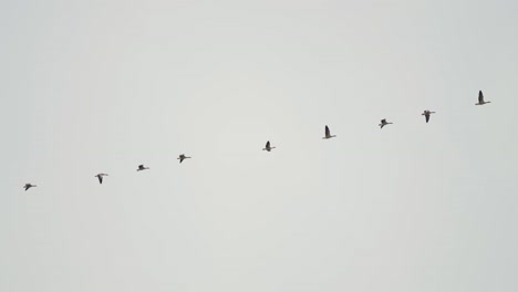 Ein-Schwarm-Wandernder-Gänse-Am-Hellgrauen-Himmel