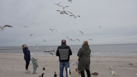 Gaviotas-Alimentadas-En-El-Aire-Sobre-Una-Playa-Helada,-Escena-De-Invierno