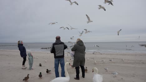 Möwen-Werden-In-Der-Luft-über-Einem-Eisigen-Strand-Gefüttert,-Winterszene,-Kleinkinder-Beobachten