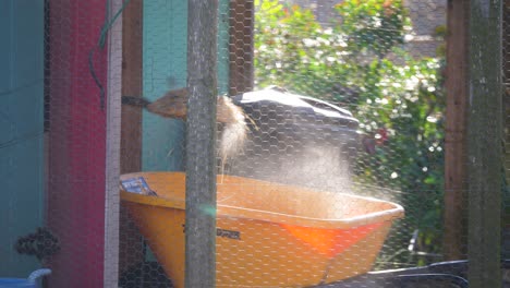 Throwing-dust-debris-from-mesh-chicken-coop-into-wheelbarrow-with-shovel,-wind-blows-it-around