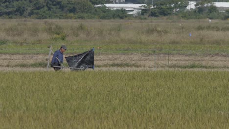 Granjero-Caminando-Por-Un-Campo-De-Arroz-Dorado-Con-Equipos-Agrícolas