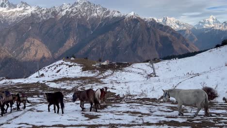 Disparo-En-Primera-Persona-Se-Ven-Muchos-Caballos-Y-Las-Vacas-Se-Alejan-Al-Galope