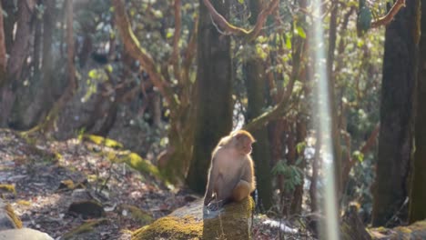 POV-SHOT-The-monkey-is-sitting-on-a-rock-in-the-midst-of-all-the-walking-and-looking-around-and-the-camera-crew-is-watching