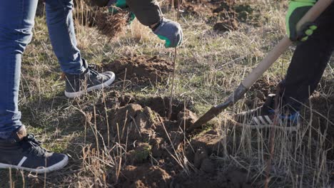 People-are-Using-Shovel-to-Plant-Trees-in-the-Soil---Close-Up