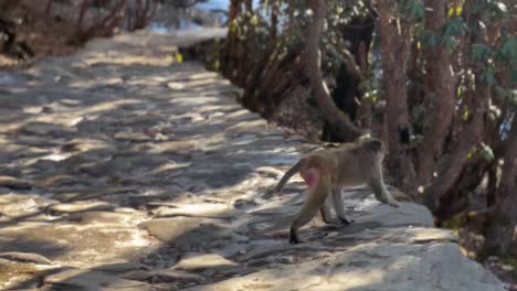 pov-shot-The-monkey-has-run-up-the-tree-branch-and-sits-down-and-the-monkey-is-looking-around