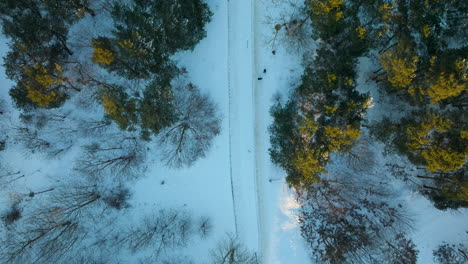 Vista-De-Arriba-Hacia-Abajo-De-Un-Sendero-Nevado-Flanqueado-Por-árboles-Con-Hojas-Verdes-Y-Amarillas,-Lo-Que-Indica-Un-Cambio-De-Estaciones-En-Una-Zona-Boscosa-Tranquila