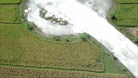 Drone-shot-of-rice-fields-with-road-roundabout-in-the-morning-in-Blora,-Indonesia