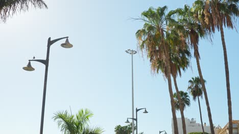 Palm-trees-and-township-in-Las-Americas-of-Tenerife