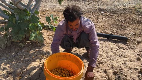 Granjero-Trabajador-Recolectar-Higos-Secos-Temporada-De-Cosecha-Recoger-Maduro-Dulce-Delicioso-Orgánico-En-Agricultura-Tradicional-En-Irán-Gente-Local-Campo-Aldea-Rural-Paisaje-Maravilloso-Delicioso-Fruta-Nuez-Mermelada-De-Higo