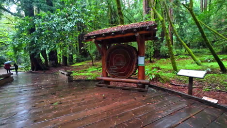 A-cross-section-of-a-giant-redwood-tree-revealing-some-important-dates-in-it's-life-cycle