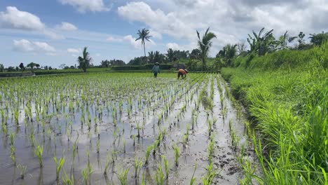 People-working-on-a-rice-field,-hand-labor-in-Asia-while-tourist-passing-by-them